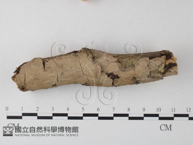 刺皮菌屬藏品圖，第1張