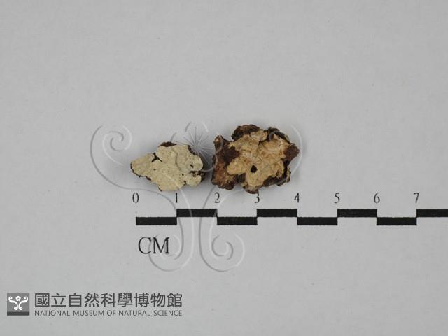 盤革菌屬藏品圖，第1張