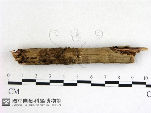 登錄號:F0013883藏品圖，第1張