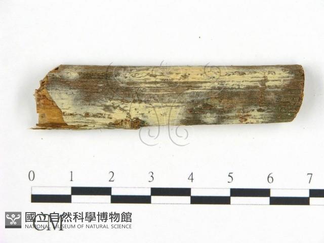 登錄號:F0008983藏品圖，第1張