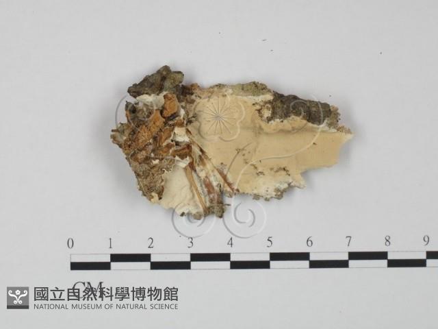 登錄號:F0020983藏品圖，第1張