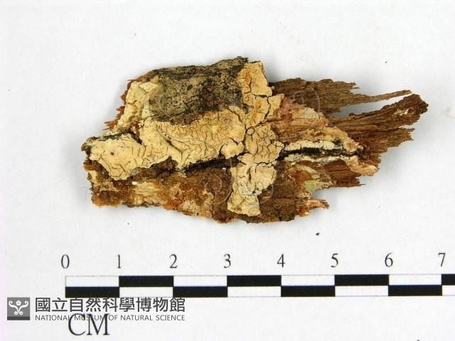 登錄號:F0000983藏品圖，第1張
