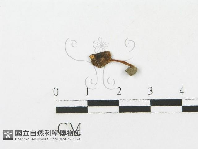登錄號:F0010983藏品圖，第1張