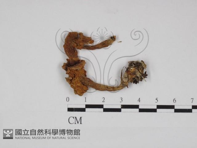 齒菌屬藏品圖，第1張