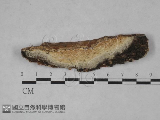 登錄號:F0026983藏品圖，第1張