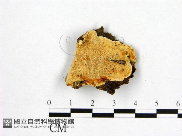 登錄號:F0006983藏品圖，第1張