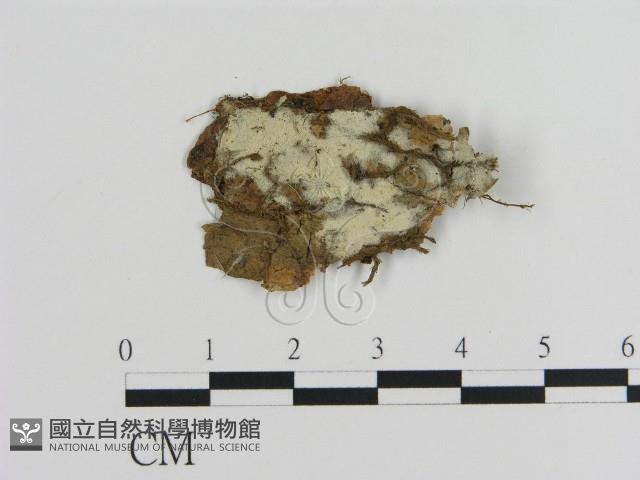 登錄號:F0016983藏品圖，第1張