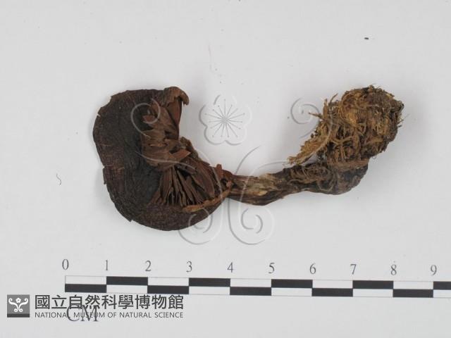 登錄號:F0021983藏品圖，第1張