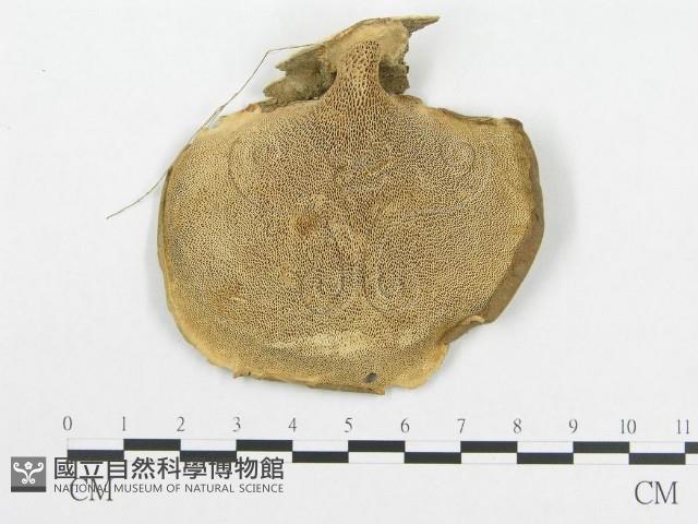 多孔菌屬藏品圖，第1張