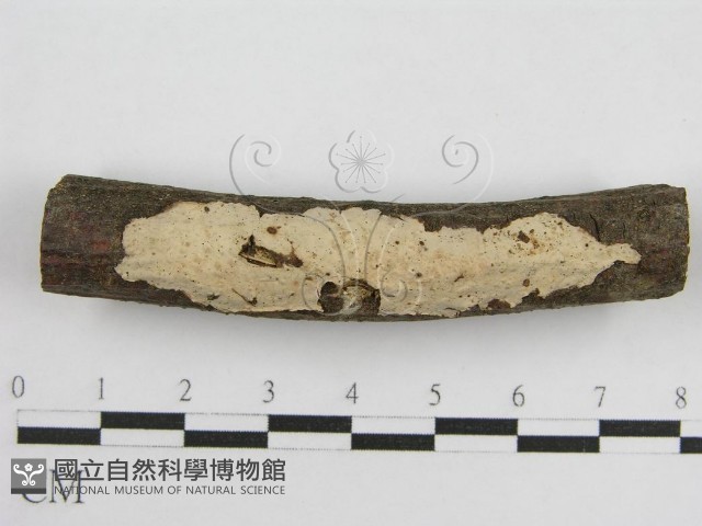登錄號:F0011983藏品圖，第1張