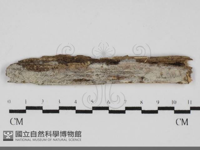 登錄號:F0031983藏品圖，第1張