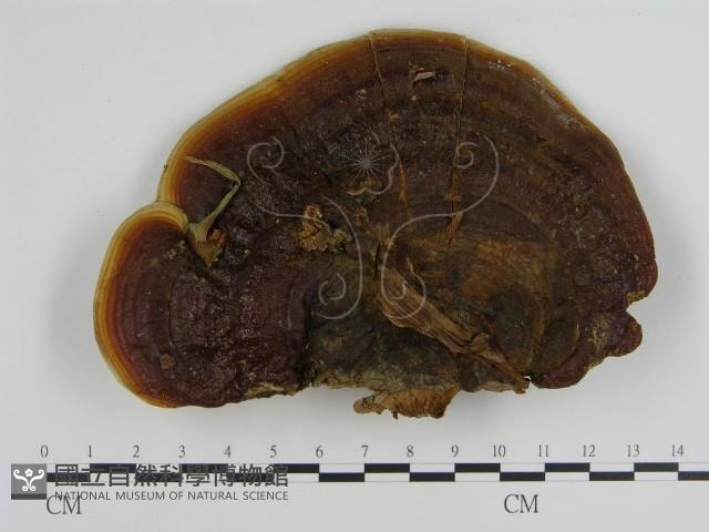 登錄號:F0004983藏品圖，第1張