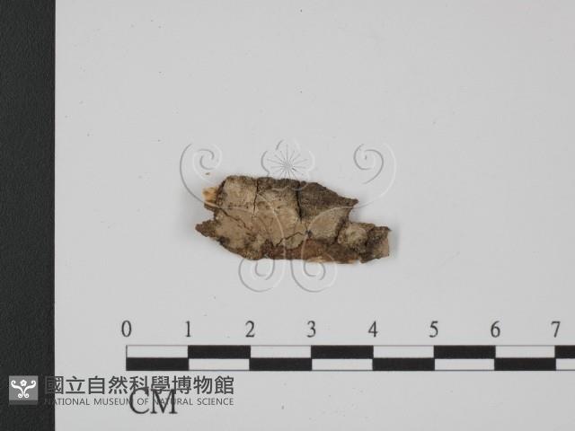 登錄號:F0014983藏品圖，第1張