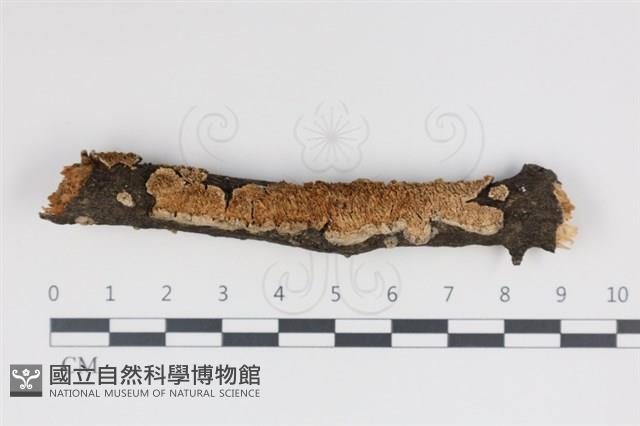 登錄號:F0034983藏品圖，第1張