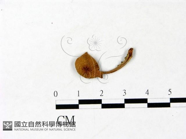 登錄號:F0022983藏品圖，第1張