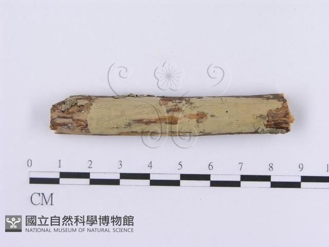 登錄號:F0002983藏品圖，第1張