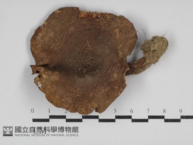 登錄號:F0012983藏品圖，第1張