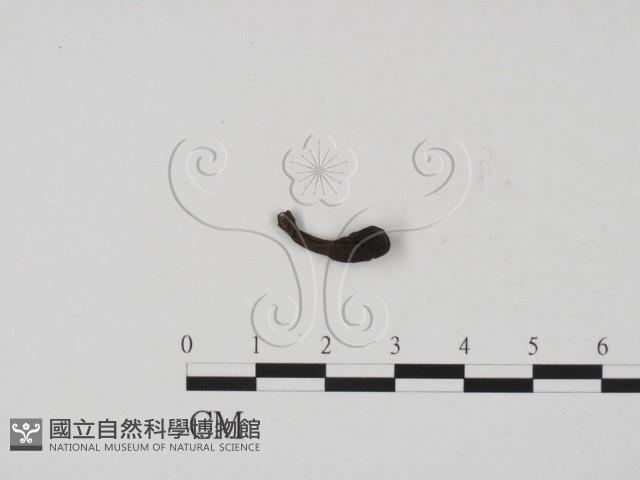 炭角菌屬藏品圖，第1張