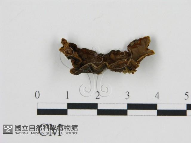 登錄號:F0005983藏品圖，第1張