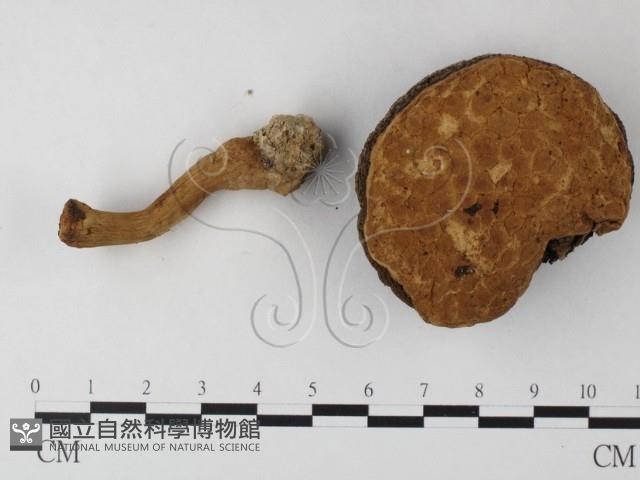 松塔牛肝菌屬藏品圖，第1張