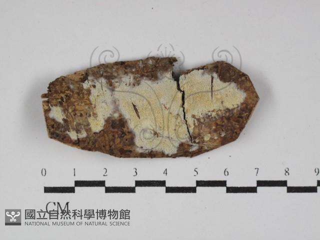 登錄號:F0029983藏品圖，第1張