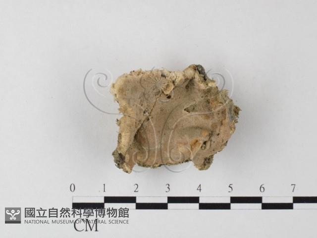 登錄號:F0023983藏品圖，第1張