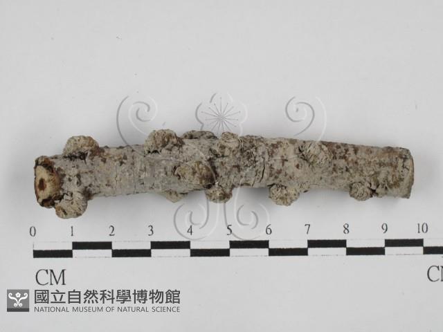 登錄號:F0028683藏品圖，第1張