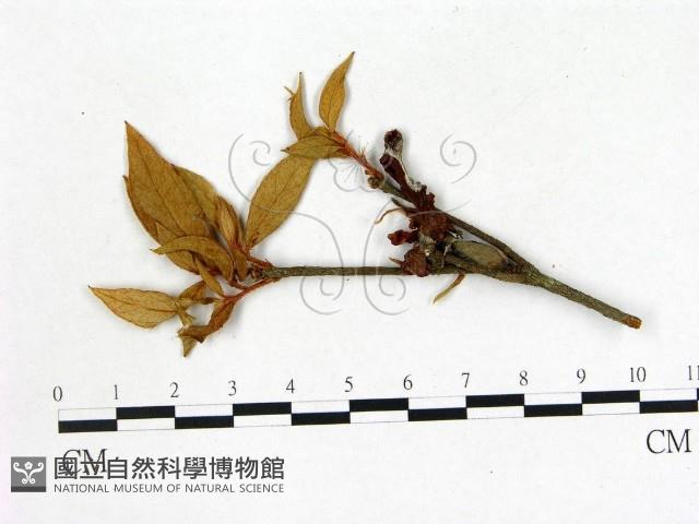 登錄號:F0020683藏品圖，第1張
