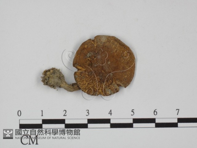 登錄號:F0010683藏品圖，第1張