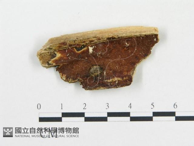 登錄號:F0006683藏品圖，第1張