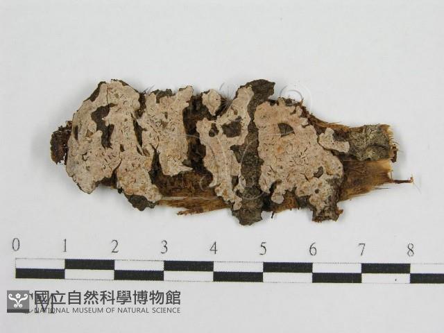 登錄號:F0016683藏品圖，第1張
