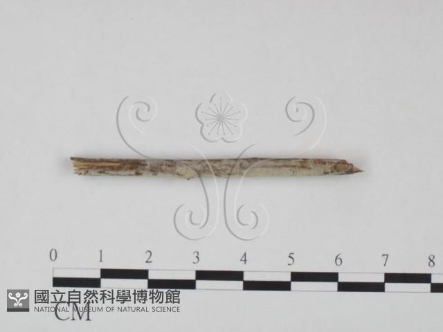 登錄號:F0021683藏品圖，第1張
