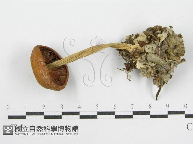 登錄號:F0001683藏品圖，第1張