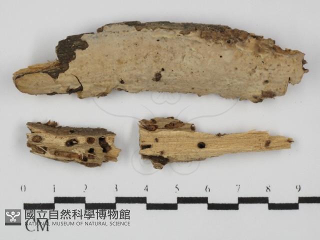 顯絲菌屬藏品圖，第1張