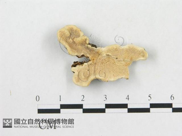 硬孔菌屬藏品圖，第1張