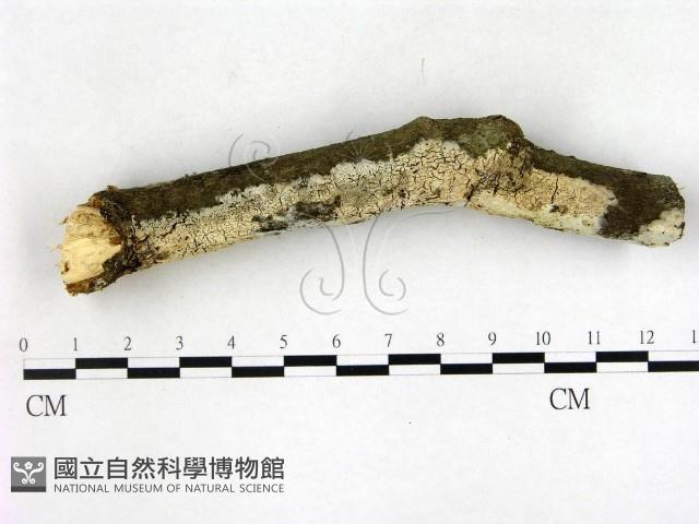 登錄號:F0022683藏品圖，第1張