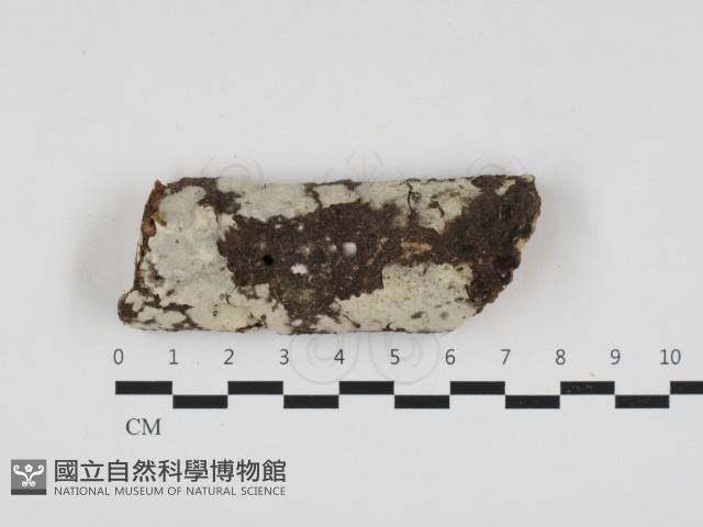 燈籠囊擬射脈菌藏品圖，第1張