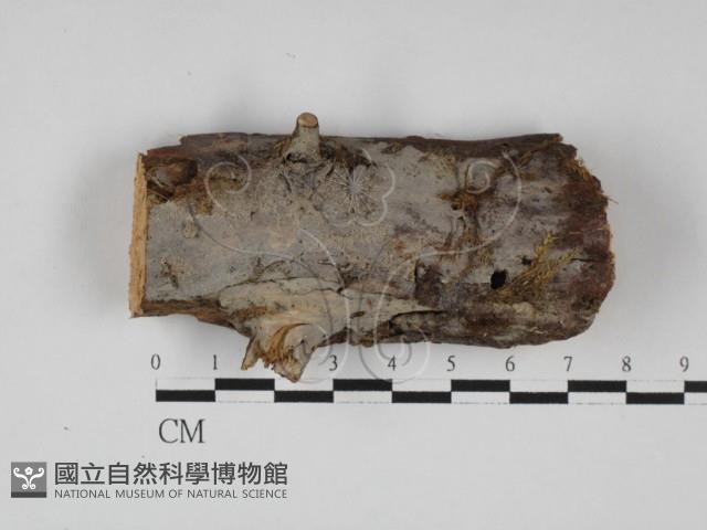 登錄號:F0027683藏品圖，第1張