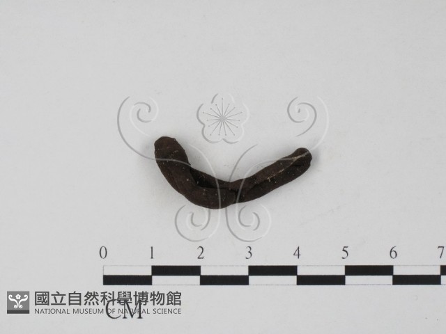 登錄號:F0007683藏品圖，第1張