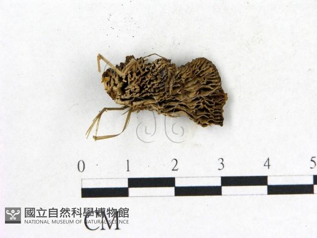 登錄號:F0017683藏品圖，第1張