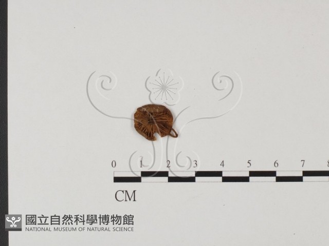 粉褶菌屬藏品圖，第1張