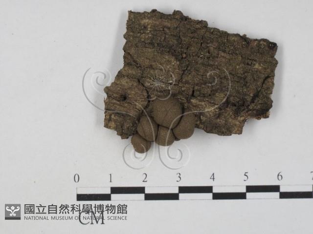 登錄號:F0005683藏品圖，第1張