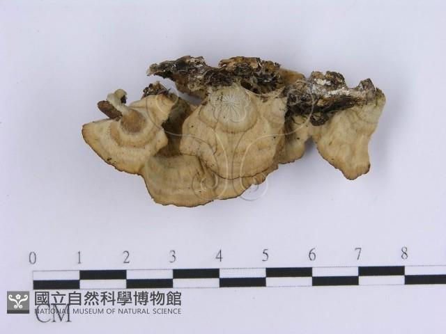 登錄號:F0015683藏品圖，第1張