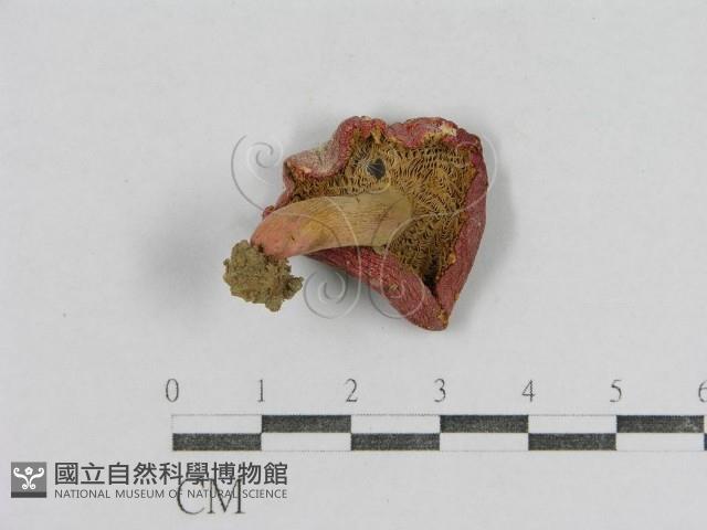 紅菇屬藏品圖，第1張