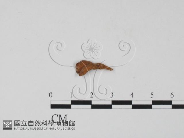 登錄號:F0019683藏品圖，第1張