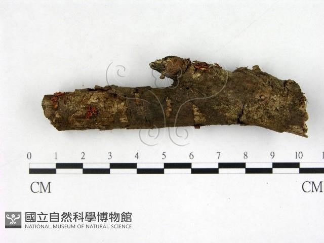 登錄號:F0003683藏品圖，第1張