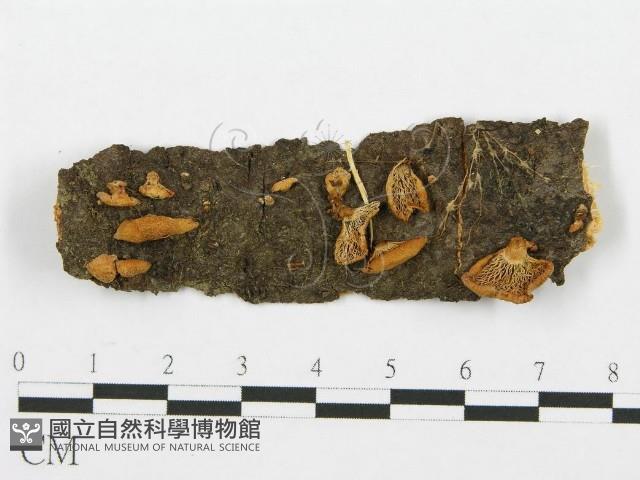 登錄號:F0013683藏品圖，第1張