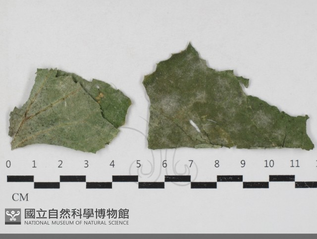 登錄號:F0033683藏品圖，第1張