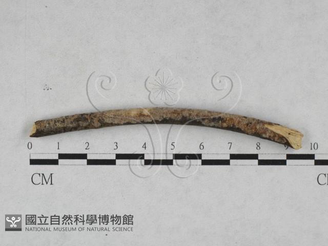 登錄號:F0028483藏品圖，第1張