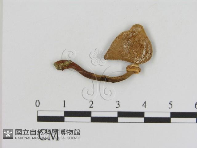 登錄號:F0008483藏品圖，第1張